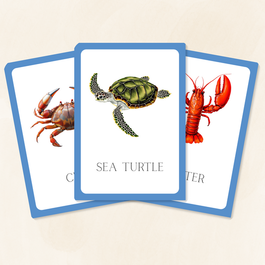 Aquatic Animals Flashcards Tiky Ink Studio Flashcards Tiky Ink Studio
