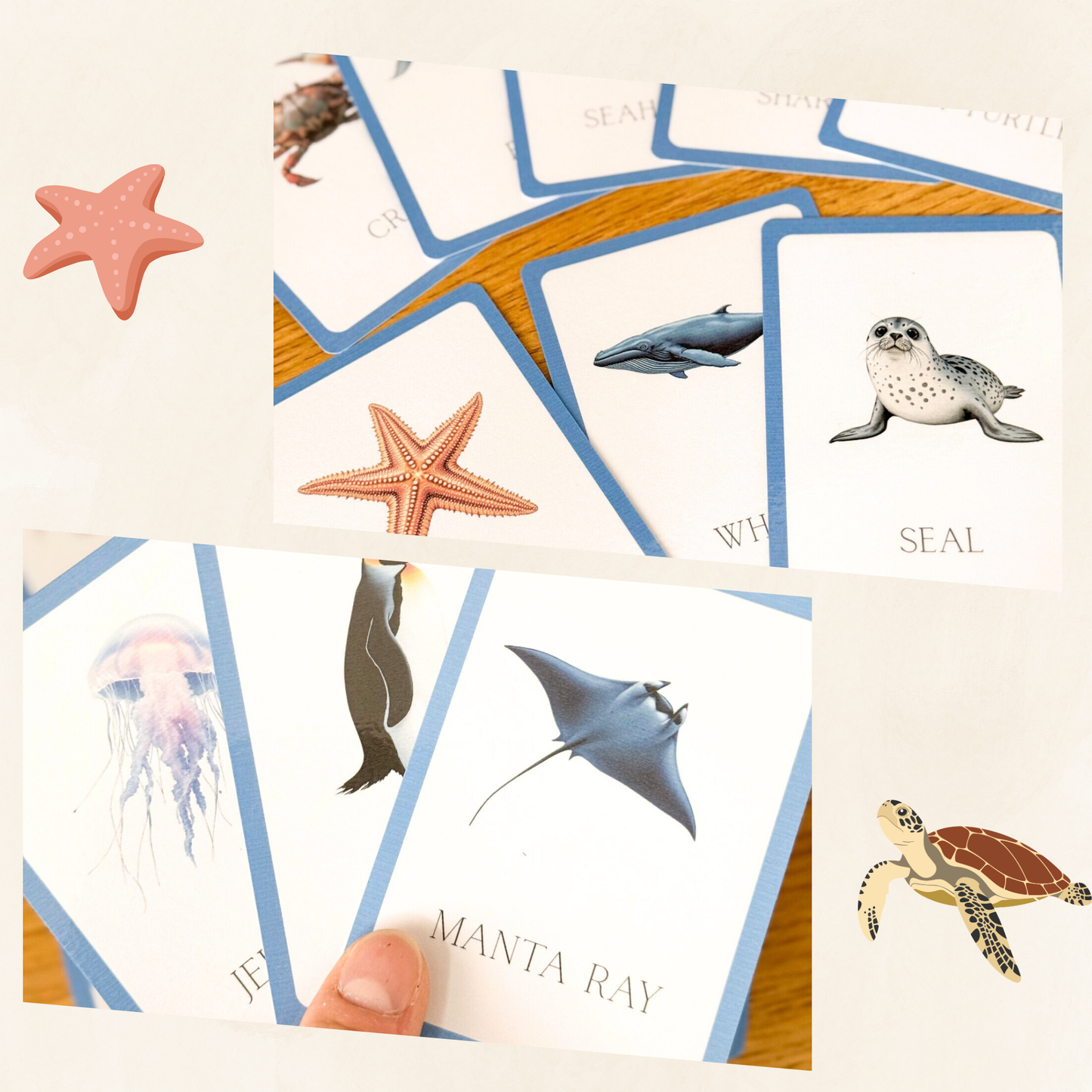 Aquatic Animals Flashcards Tiky Ink Studio Flashcards Tiky Ink Studio